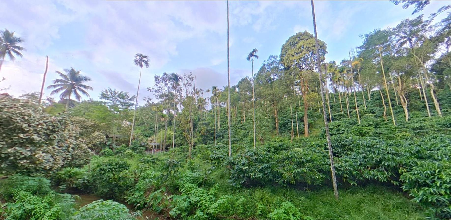 Wayanad Royal Stream Bed & Breakfast Kalpatta Ngoại thất bức ảnh