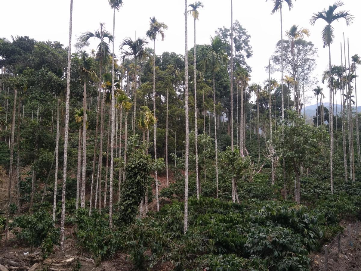 Wayanad Royal Stream Bed & Breakfast Kalpatta Ngoại thất bức ảnh